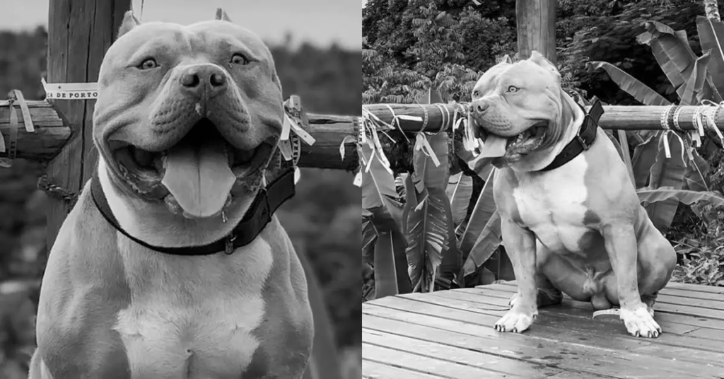 image-10-1024x536 Morre Ragnar, o famoso pitbull da mochilinha de tubarão