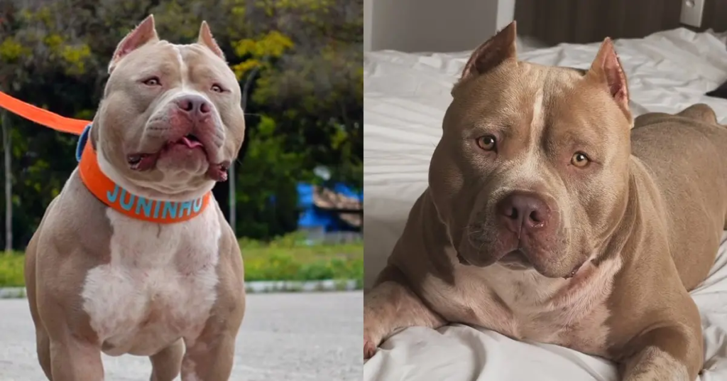 image-9-1024x536 Morre Ragnar, o famoso pitbull da mochilinha de tubarão