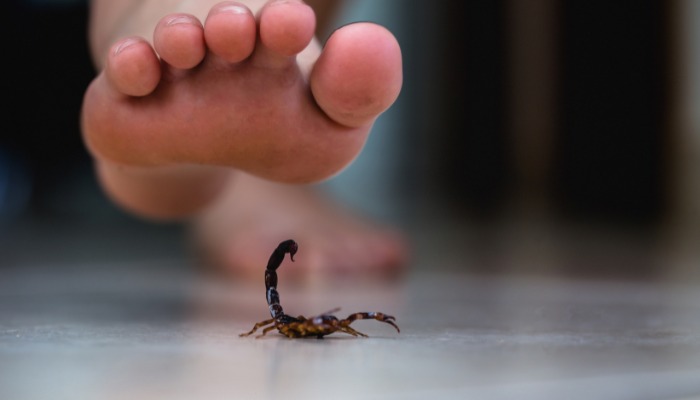WhatsApp-Image-2025-08-06-at-14.29.06 🚨 Infestação Invisível: Escorpiões Estão Invadindo Casas e Podem Matar! Veja o Que Fazer Agora Para Proteger Sua Família!