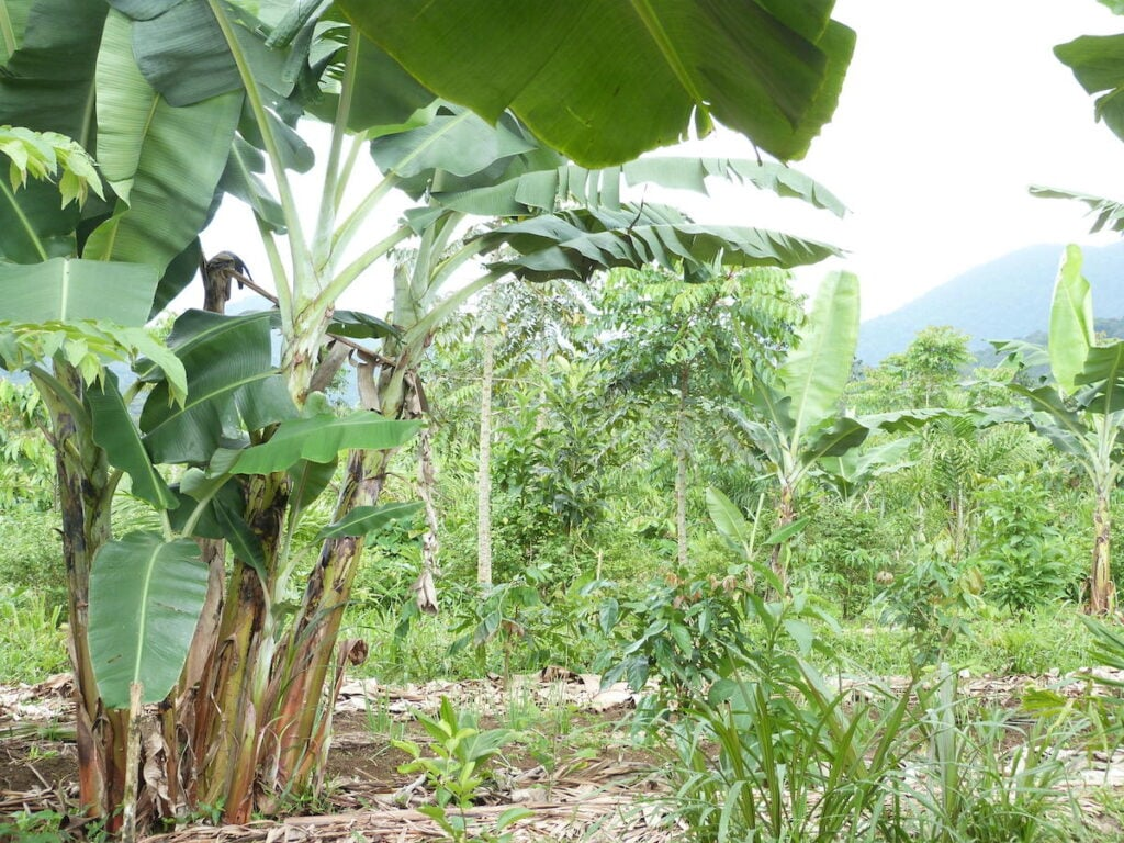image-12 🌱✨ Terreno de Zeca Pagodinho vira horta comunitária e passa a alimentar famílias em situação de fome na Baixada Fluminense