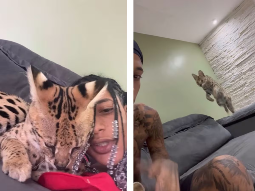 image-243-1024x768 🚨BOMBA: Oruam é multado em mais de R$ 40 MIL pelo Ibama após exibir animais silvestres em casa; veja as espécies apreendidas