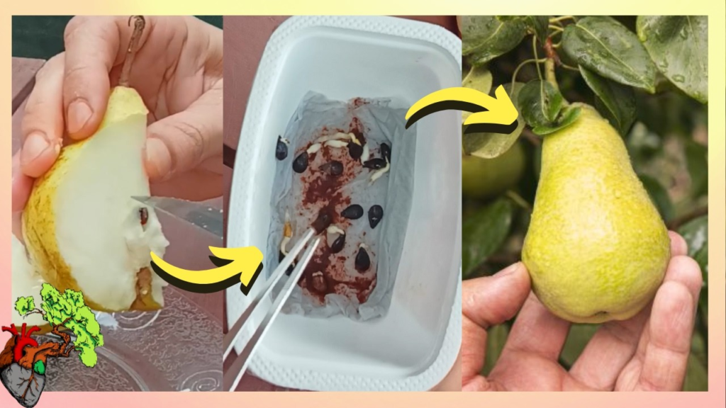 image-475-1024x576 😱 Verdade Chocante: O Que Realmente Acontece Se Você Engolir Uma Semente – E Por Que Algumas Podem Até Ser Perigosas!