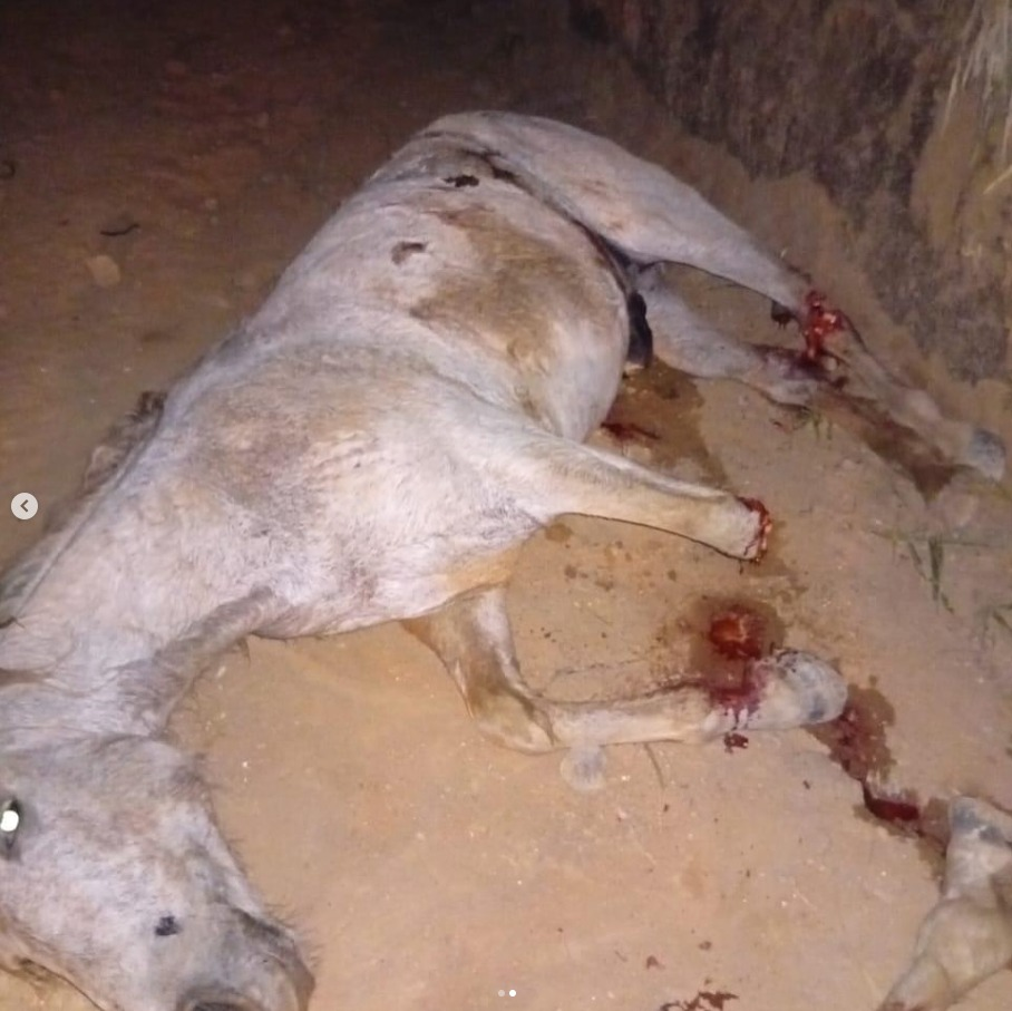 image-576 Horror em Bananal: cavalo é mutilado após cavalgada e caso gera revolta