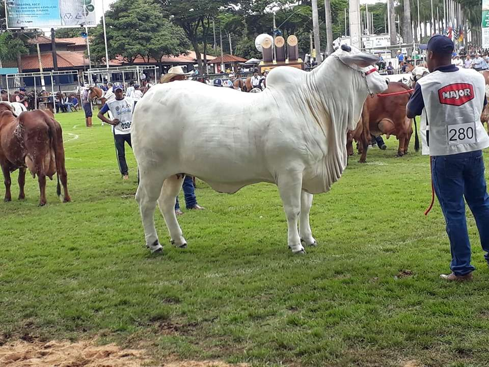 image-74 🐮💸 Murilo Huff compra vaca de R$ 17 MILHÕES e surpreende até pecuaristas veteranos!