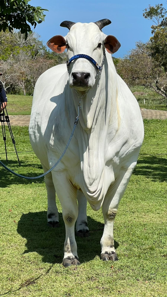 image-75-576x1024 🐮💸 Murilo Huff compra vaca de R$ 17 MILHÕES e surpreende até pecuaristas veteranos!