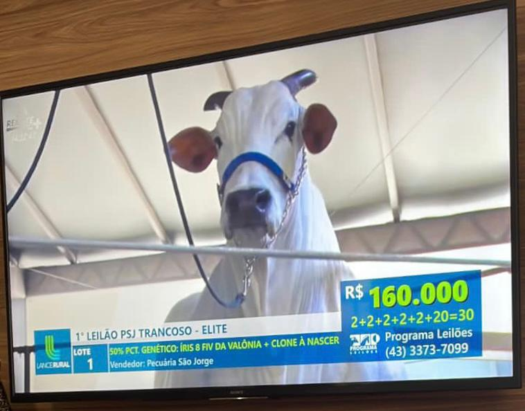 image-76 🐮💸 Murilo Huff compra vaca de R$ 17 MILHÕES e surpreende até pecuaristas veteranos!