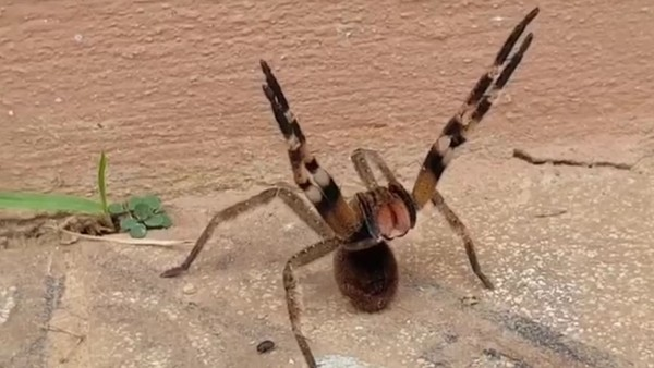 image-225 ⚠ Alerta: aranhas armadeiras estão mais perto do que você imagina!